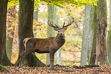 Red deer (Cervus elaphus) in autumn woods, Vulkaneifel, Rhineland-Palatinate, Germany, Europe