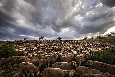 Paths of transhumance with the last people who dedicate themselves to this work in Spain through the region of Soria