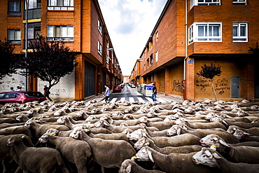 Large flock of sheep transits through the streets of the city of Soria during the transhumance, Castilla y Leon, Spain, Europe