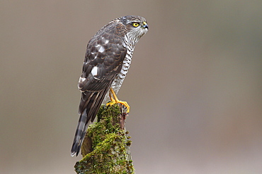 Sparrowhawk (Accipiter nisus), female perched on a moss-covered tree trunk, North Rhine-Westphalia, Germany, Europe