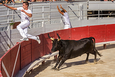 A bullfighter tries to escape a chasing bull, Camargue races, Arles Amphitheatre, Arles, Provence-Alpes-Cote d'Azur, France, Europe