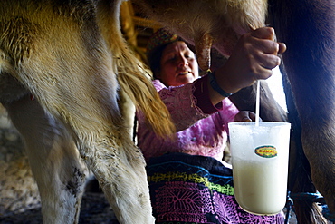 Farmer, 39 years, milking a cow, Union Potrero, Quispillaccta, Ayacucho, Peru, South America