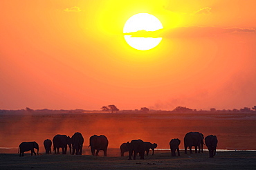 African Bush Elephants (Loxodonta africana) on the water edge at sunset, Chobe National Park, Kasane, North-West District, Botswana, Africa