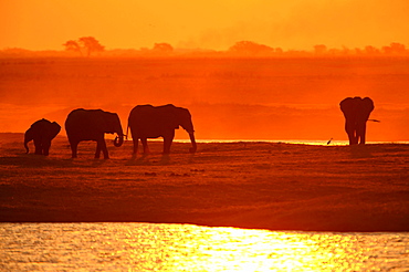 African Bush Elephants (Loxodonta africana) on the water edge at sunset, Chobe National Park, Kasane, North-West District, Botswana, Africa