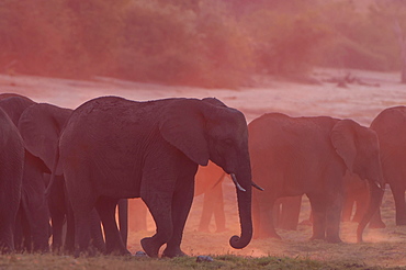 African Bush Elephants (Loxodonta africana), Chobe Waterfront, Chobe National Park, Botswana, Africa