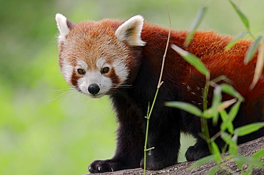 Red Panda (Ailurus fulgens), native to China, captive, Germany, Europe