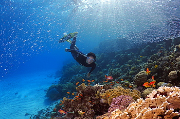 Freediver diving at the coral reef, Red Sea, Egypt, Africa