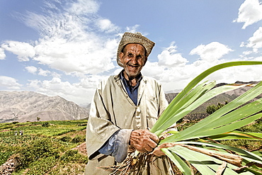 An elderly resident of the village of Iwasoudane harvesting the rhizomes of organically grown Irises (Iris germanica) for natural cosmetics in Europe, Ait Inzel Gebel Region, Atlas Mountains, Morocco, Africa