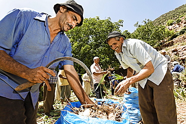 A group of male residents of the village of Iwasoudane cutting the green off the rhizomes of organically grown Irises (Iris germanica) for natural cosmetics in Europe, Ait Inzel Gebel Region, Atlas Mountains, Morocco, Africa