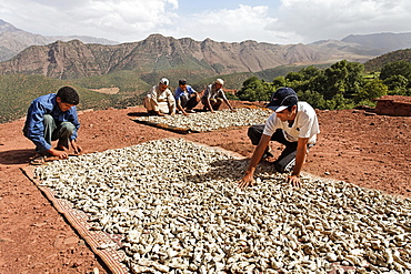 Residents of the village of Iwasoudanei checking the quality of the dried rhizomes of organically cultivated Irises (Iris germanica), which are stored on the roof of the mud house of Hassan Bouship, the chief of the village of Iwasoudane, for natural cosmetics in Europe, Ait Inzel Gebel Region, Atlas Mountains, Morocco, Africa