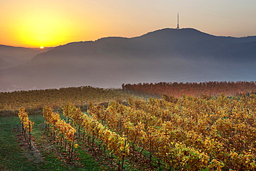 Autumnal vineyard in the Kaiserstuhl hills at sunrise with early morning fog, Mondhalde viewpoint, Oberrottweil, Vogtsburg im Kaiserstuhl, Baden-Wurttemberg, Germany, Europe