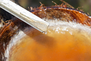 Latex sap dripping out of a cut tree in a rubber plantation, Thailand, Asia