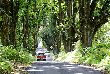 Pickups driving through a mango grove, Big Island, Hawaii, USA, North America