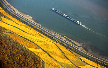 Vineyards in autumn, with cargo ship on the Rhine, Rhine Valley near Boppard, Rhineland-Palatinate, Germany, Europe