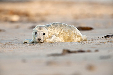 Grey Seal (Halichoerus grypus) on the beach, howler, Heligoland, Schleswig-Holstein, Germany, Europe