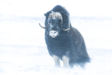 Musk Ox or Muskox (Ovibos moschatus), Dovrefjell?Sunndalsfjella National Park, Norway, Europe