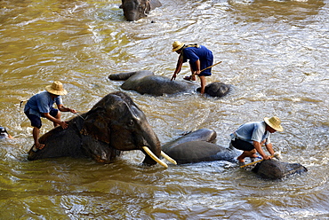 Mahouts bathing their Asian or Asiatic Elephants (Elephas maximus) in the Mae Tang River, Maetaman Elephant Camp, Chiang Mai Province, Northern Thailand, Thailand, Asia