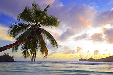 Overhanging coconut tree, sunset, Baie Lazare bay, Mahe, west coast, Seychelles, Africa