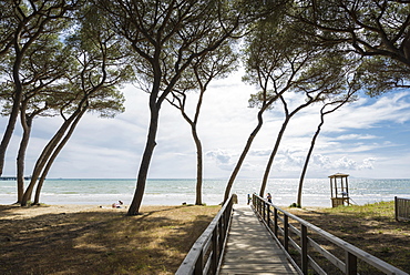 Pines (Pinus pinea) and boardwalk at the beach, Follonica, Livorno Province, Tuscany, Italy, Europe