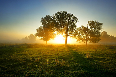 Sun rays shining through trees and fog, Naturpark Unteres Saaletal, Saxony-Anhalt, Germany, Europe