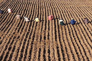 Women working on a field near Mandalay, Myanmar, Asia