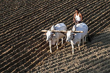 Man ploughing a field with oxen, near Mandalay, Myanmar, Asia