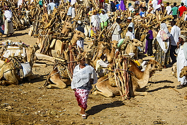 Camels loaded with firewood on the Monday market of Keren, Eritrea, Africa