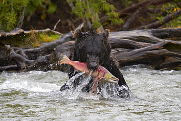 Kamchatka brown bear (Ursus arctos beringianus), with captured Sockeye Salmon (Oncorhynchus nerka) in the mouth, Hakytsin River near Kurilskoye Lake, Kamchatka, Russia, Europe