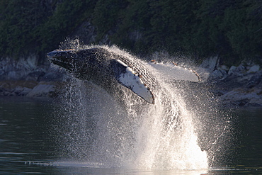 Jumping Humpback whale (Megaptera novaeangliae), Tracy Arm Fjord near Sawyer Glacier, Alaska, USA, North America