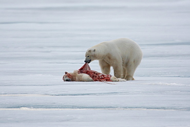 Polar bear (Ursus maritimus), skins and eats killed conspecific, pack ice at Kvitoya, Spitsbergen archipelago, Svalbard, Norway, Europe