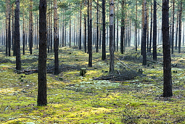 Pine forest (Pinus), monoculture, morning mist, moss and lichen covered ground, Brandenburg, Germany, Europe