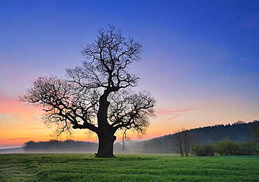 Old solitary Oak (Quercus) in green field, dawn, morning fog, Harz foreland, Saxony-Anhalt, Germany, Europe