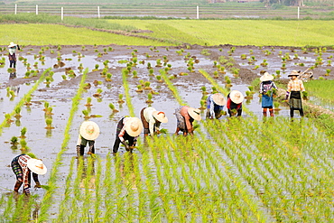 Farmers working in a rice field, Nyaungshwe, Myanmar, Asia