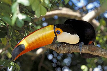 Toco Toucan (Ramphastos toco) perched in tree, Pantanal, Brazil, South America