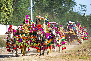 Festively decorated oxen carts, Sagaing, Sagaing Region, Myanmar, Asia