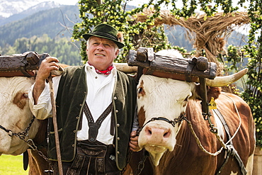 Man wearing traditional dress with two oxen in a yoke, Gauderfest festival, Zell am Ziller, Zillertal, North Tyrol, Austria, Europe