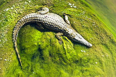 Nile Crocodile (Crocodylus niloticus) lying on green algae, Kruger National Park, South Africa, Africa