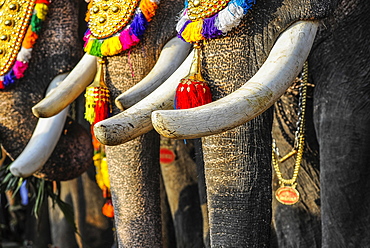 Tusks of decorated elephants at temple festival, Thrissur, Kerala, South India, India, Asia