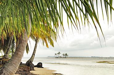 Lonely beach with palm trees, tropical island, Chichime Cays, San Blas Islands, Panama, Central America