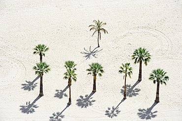 Palm trees on the beach, Playa de las Teresitas, Santa Cruz, Tenerife, Canary Islands, Spain, Europe