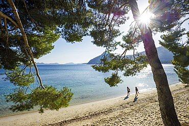 Pine trees and beach, Platja Formentor, Cap de Formentor, Pollenca, Majorca, Balearic Islands, Spain, Europe