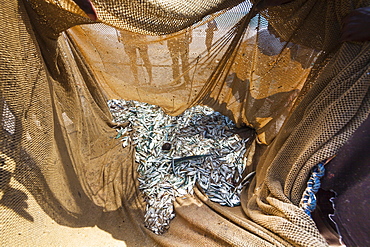 Catch in a net on the beach, near Kottegoda, Southern Province, Sri Lanka, Asia