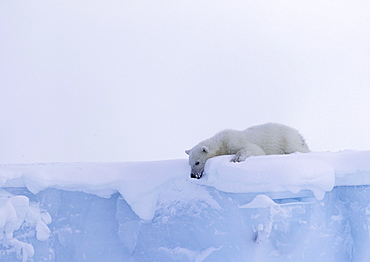 Polar bear (Ursus maritimus), cub, 15 months old, looks down from an iceberg, Unorganized Baffin, Baffin Island, Nunavut, Canada, North America