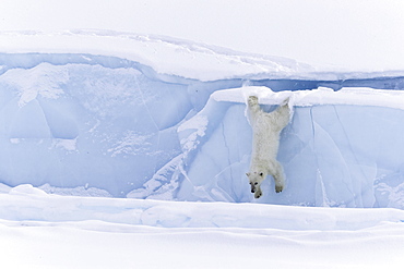 Polar bear (Ursus maritimus), jumping from an iceberg, Unorganized Baffin, Baffin Island, Nunavut, Canada, North America