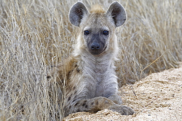 Spotted hyena (Crocuta crocuta), cub, lying on the edge of a dirt road, Kruger National Park, South Africa, Africa