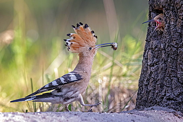 Hoopoe (Upupa epops), feeding of the young bird, biosphere reserve Mittelelbe, Saxony-Anhalt, Germany, Europe