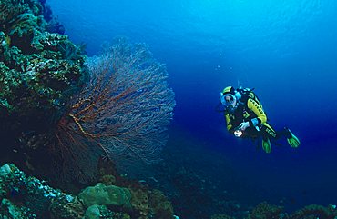 Scuba diver, underwater scenery, Tulamben, Bali, Indonesia