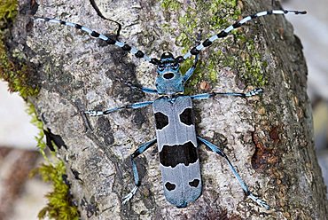 Rosalia longicorn (Rosalia alpina), insect, Nationalpark Kalkalpen or Kalkalpen National Park, Upper Austria, Europe