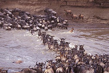 Wildebeest (Connochaetes), Masai Mara Wildlife Reservation, Kenya, Africa