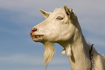 Domestic Goat (Capra hircus)